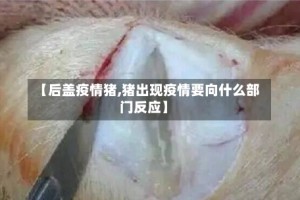 【后盖疫情猪,猪出现疫情要向什么部门反应】