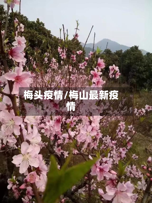 梅头疫情/梅山最新疫情-第1张图片