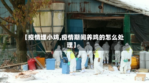 【疫情埋小鸡,疫情期间养鸡的怎么处理】-第1张图片