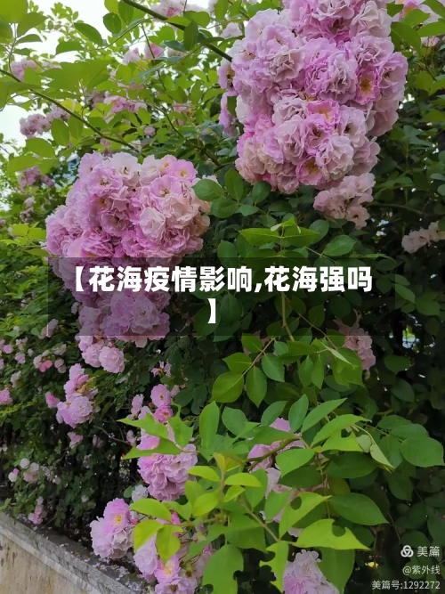 【花海疫情影响,花海强吗】-第3张图片