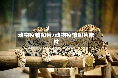 动物疫情图片/动物疫情图片素材-第1张图片