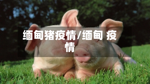 缅甸猪疫情/缅甸 疫情-第2张图片