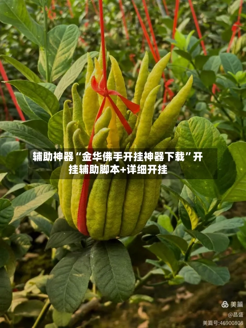 辅助神器“金华佛手开挂神器下载”开挂辅助脚本+详细开挂-第3张图片