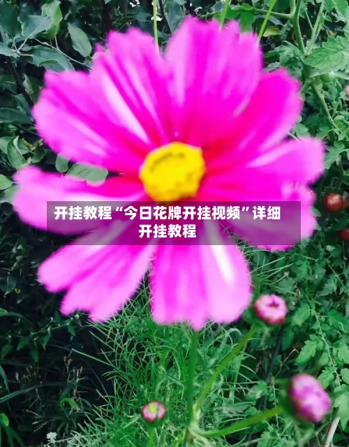 开挂教程“今日花牌开挂视频	”详细开挂教程-第2张图片